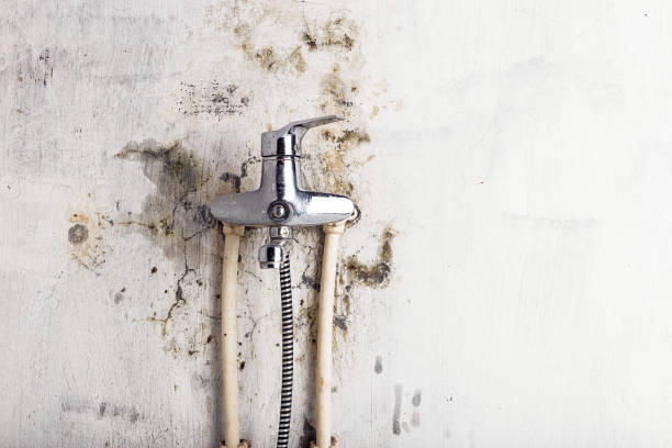 Best Office Mold Removal Services  in Bliss Corner, MA