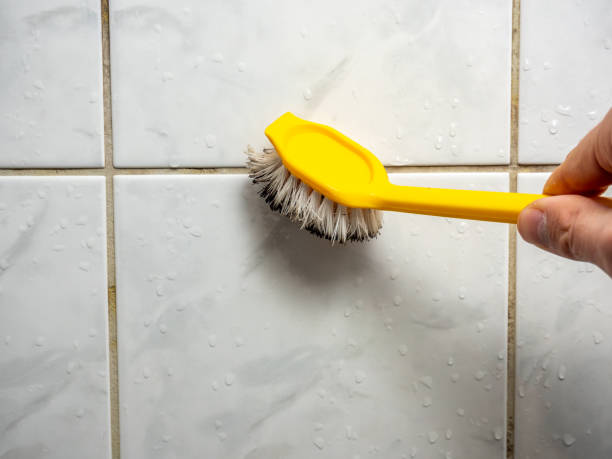 Office Mold Removal Services in Bliss Corner, MA