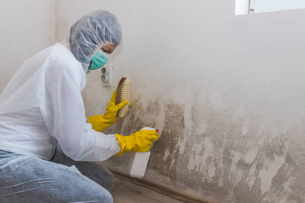 Best Black Mold Removal  in Bliss Corner, MA