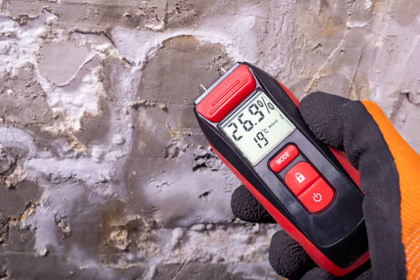 Best Professional Mold Removal  in Bliss Corner, MA