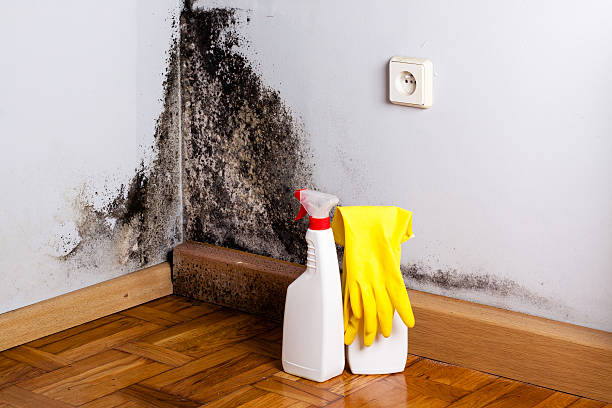 Best Mold Cleaning Services  in Bliss Corner, MA