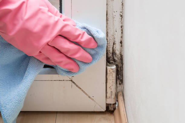 Best Certified Mold Removal  in Bliss Corner, MA