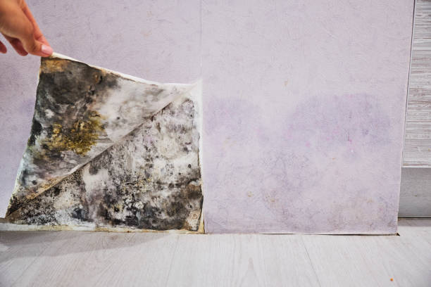 Best Mold Removal Company Near Me  in Bliss Corner, MA